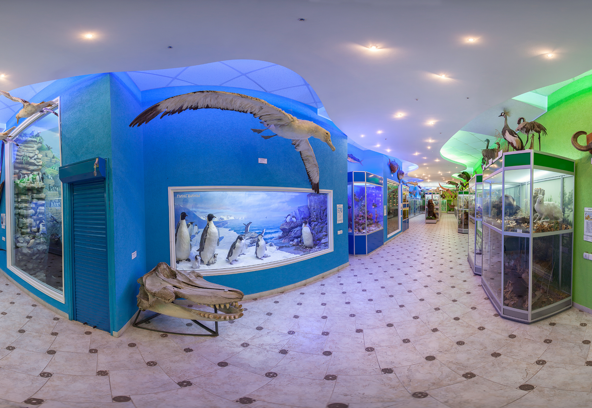 Зоологический музей при КФУ им. Вернадского