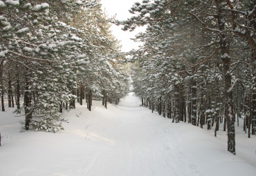 Лыжная база "Сосенка"