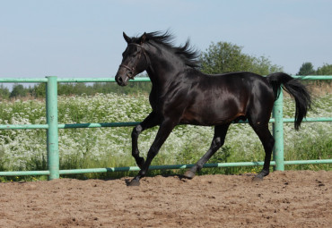 Конно-спортивный клуб "Родина"