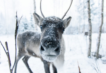 "Талви Укко" вотчина Карельского Деда Мороза