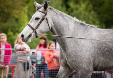 Конно-спортивный комплекс "Нега"