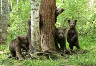 Центрально-лесной заповедник