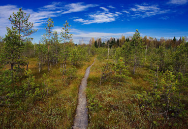 Центрально-лесной заповедник