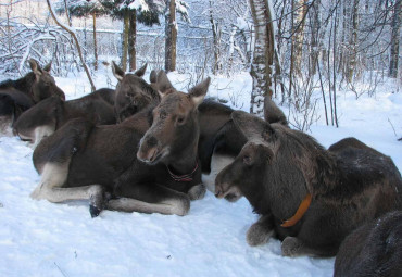 Новый год в Костроме