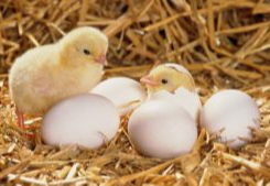 Музей Петуха в Петушках