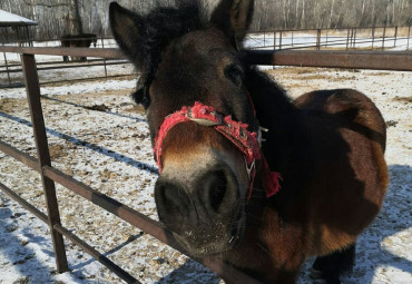 КСК РЫЖАЯ ЛОШАДЬ