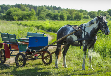 Конный двор "Вязки"