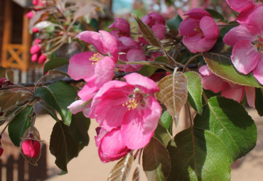 Зоопарк г. Ижевск