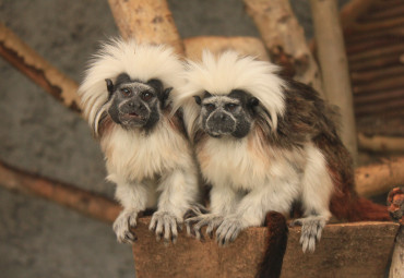 Зоопарк г. Ижевск