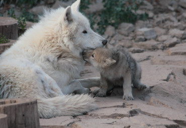 Зоопарк г. Ижевск