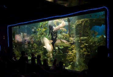 Санкт-Петербургский Океанариум