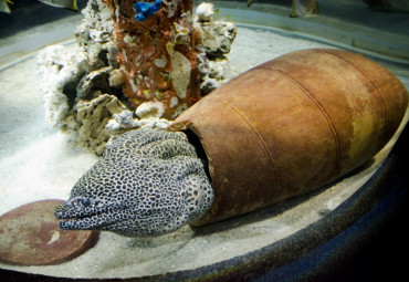 Санкт-Петербургский Океанариум