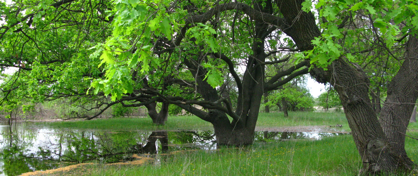Экологическая тропа «Пойма в миниатюре»