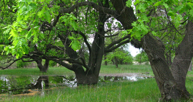 Экологическая тропа «Пойма в миниатюре»