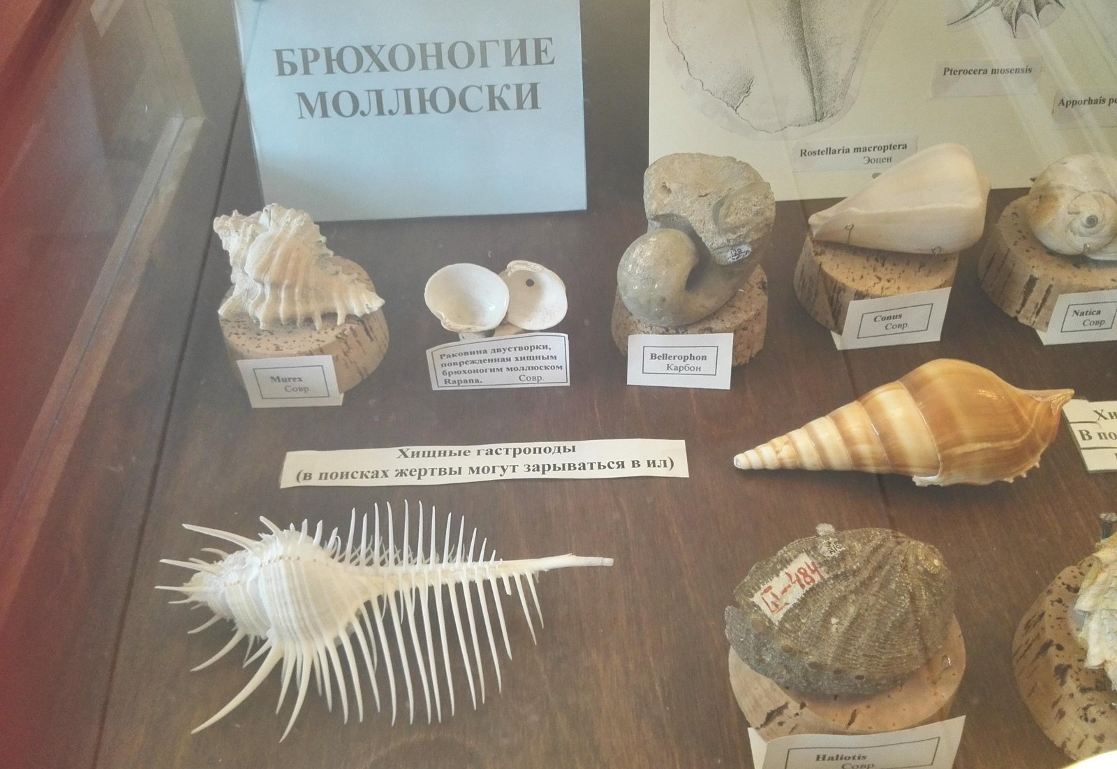 Палеонтолого-стратиграфический музей