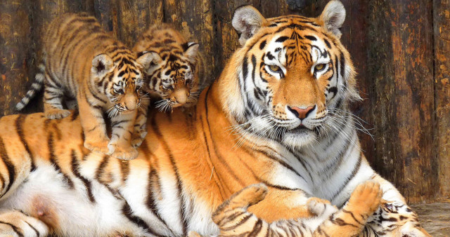 Большереченский Зоопарк имени В. Д. Соломатина