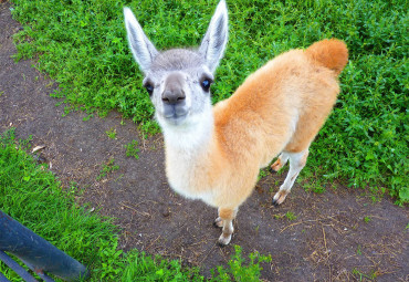 Большереченский Зоопарк имени В. Д. Соломатина
