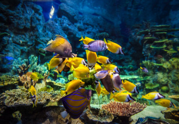 Океанариум Sochi Discovery World Aquarium.