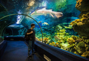 Океанариум Sochi Discovery World Aquarium.