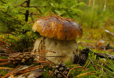 Национальный парк «Мещёрский»