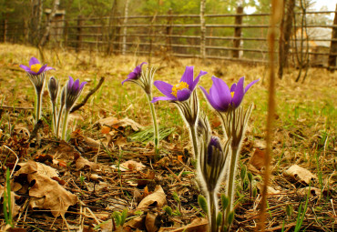Национальный парк «Мещёрский»