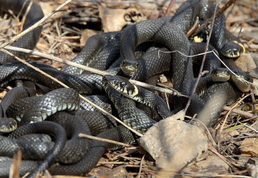 Национальный парк «Мещёрский»