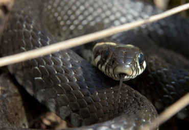 Национальный парк «Мещёрский»