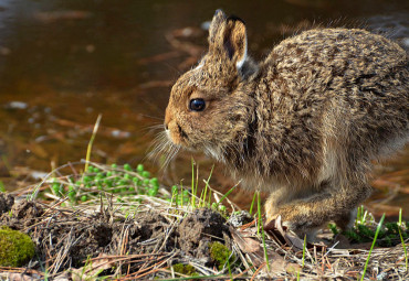 Национальный парк «Мещёрский»
