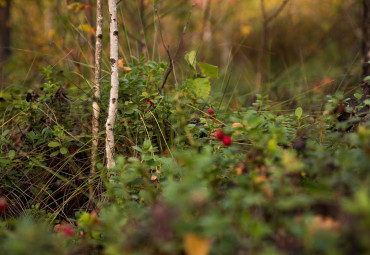 Национальный парк «Мещёрский»
