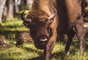 Окский биосферный заповедник и Музей природы