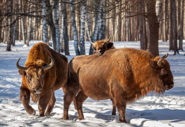 Окский биосферный заповедник и Музей природы