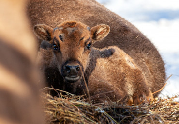 Окский биосферный заповедник и Музей природы