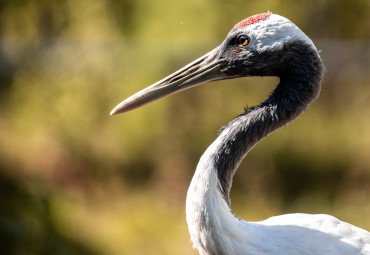 Окский биосферный заповедник и Музей природы