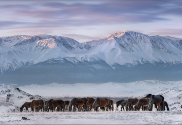 К ледникам Актру. Барнаул - Бийск - Горно-Алтайск - Курай - Онгудай - Кош-Агач.