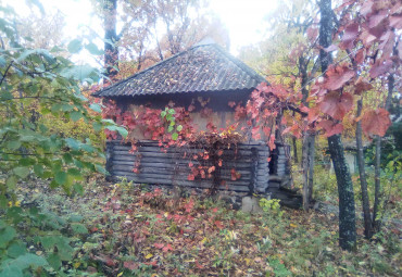 Дом стрижей (семейный волонтерский проект)