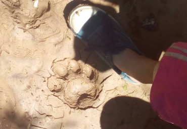 Дом стрижей (семейный волонтерский проект)