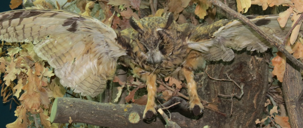 Историко-краеведческий музей Яковлевского городского округа.