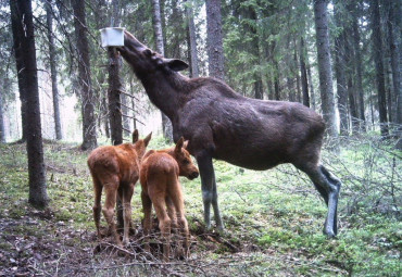 Для влюблённых в Кострому. Кострома – Красное-на-Волге – Сумароково.