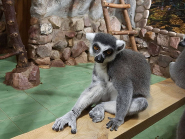 Зоопарк «Лимпопо»: Путешествие в дикую природу, не выходя из города