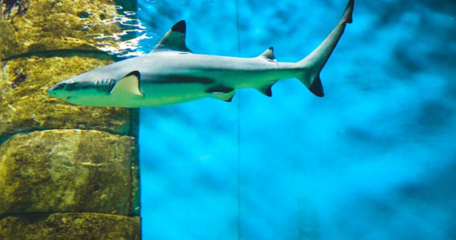 Океанариум Казани: Подводное царство в сердце Поволжья