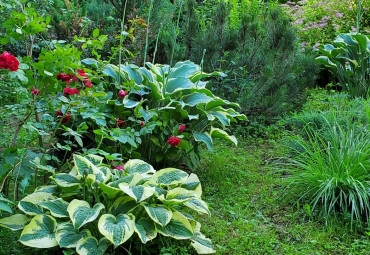 Национальный парк Плещеево озеро, Дендрологический сад им. С. Ф. Харитонова